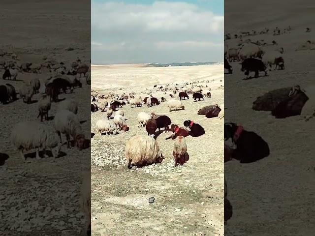 اشتركو بقناتي مربي الاغنام غنم جبل