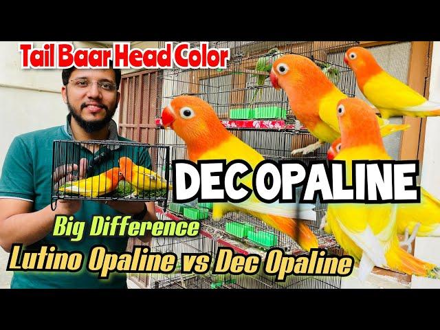 Dec Opaline Pair | Big Difference Lutino Opaline vs Dec Opaline | Tail Baar Head Color