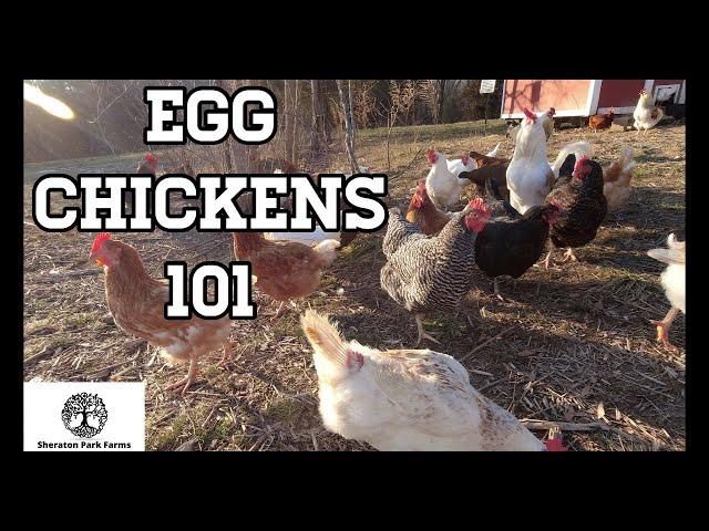 Beginners Guide To Egg Laying Chickens - Egg Chickens 101