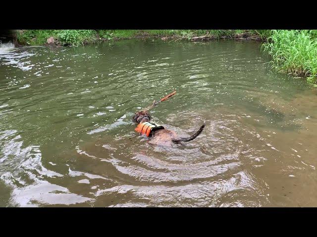 Апортировка в воде.