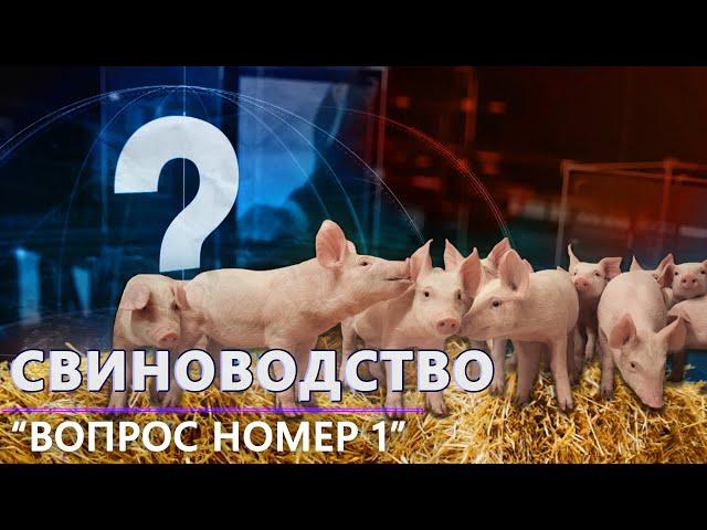 Свиноводство в Беларуси | Проблемы отрасли | Производство свинины. Вопрос номер один