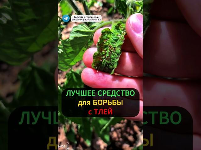 Уничтожение тли за 1 день: сода против тли #борьбастлей #тля #вредители #огород #сад #урожай #сода