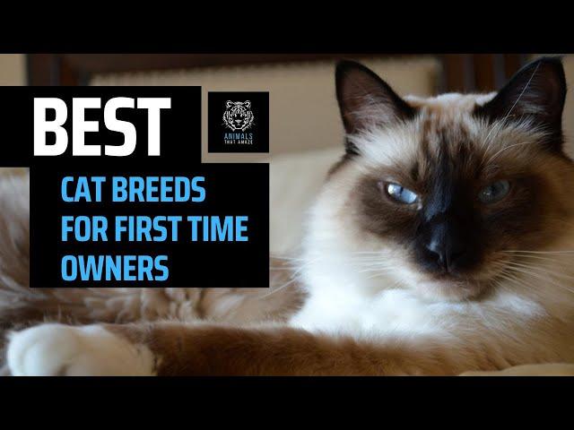Best Cat Breeds for First Time Owners