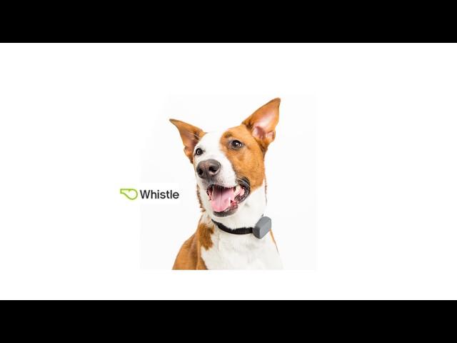 Whistle 3 the Best GPS Dog Tracker in United States