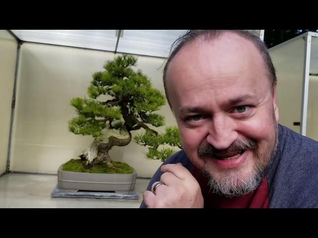 What makes a Shore Pine a lackluster bonsai tree?