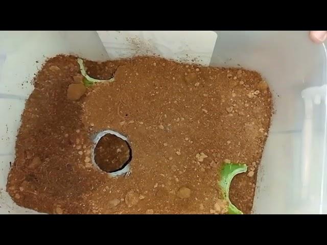 KING BABOON TARANTULA / Pelinobius Muticus / REHOUSING