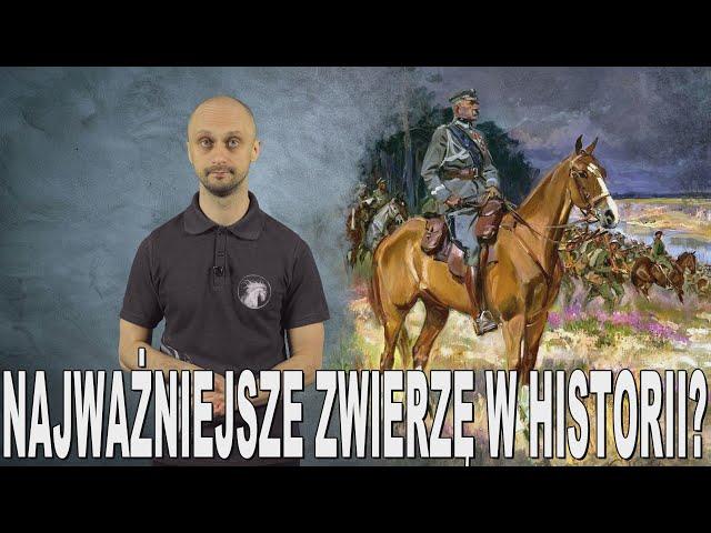 Najważniejsze zwierzę w historii? - historia koni. Historia Bez Cenzury