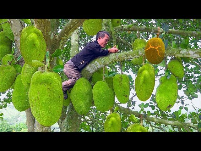 Dwarf family primitive Life: Harvesting Jackfruit & Rice | Catching Frogs and frog dishes