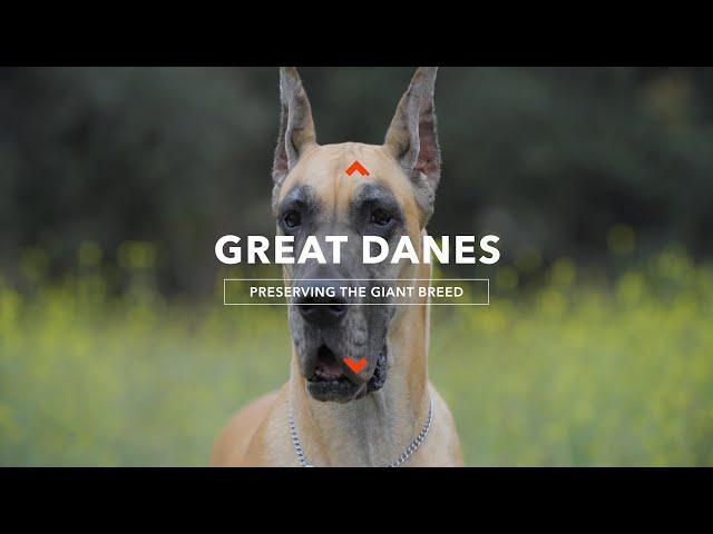 Protecting Great Danes: Heroes for the World's Largest Dog Breed!