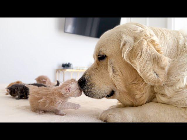 Dog And Kittens Share The SWEETEST Friendship You Will Ever See