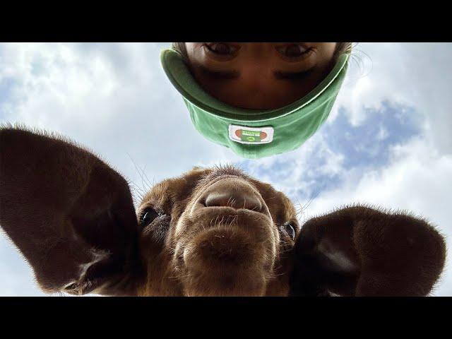 reuniting baby goats with their moms