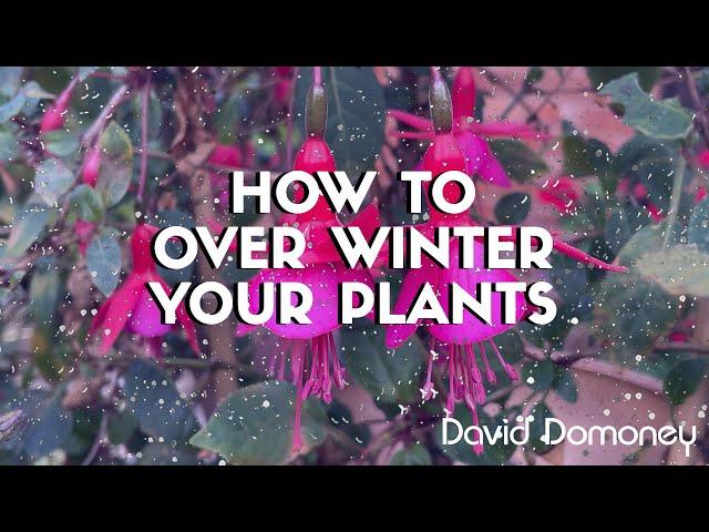 How to over winter your plants that are in pots and containers - David Domoney