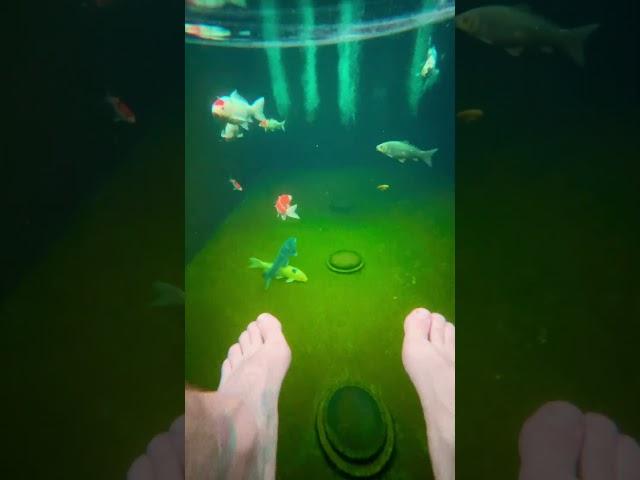 Chillin with the fish #koi #koipondbuild #koifish #koifishpond