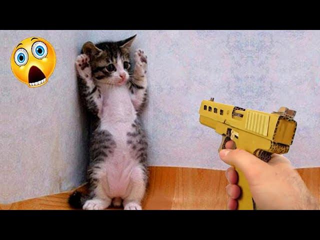 Funniest Animals 2024  New Funny Cats and Dogs  Part 34