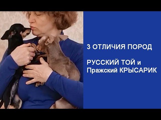 Отличия пород Русский Той и Пражский Крысарик.