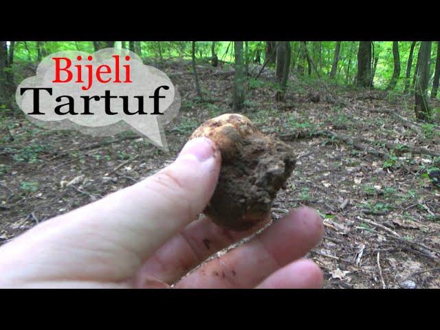 Bijeli Tartuf - Bogat Sam :) - Tuber Magnatum