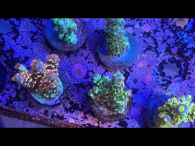 Massive $6K TCK Coral Haul | Rare and Exotic Corals Unboxed!