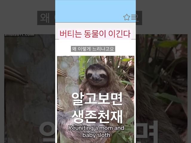 세상에서 제일 느린 동물? 알고 보면 생존 천재 #나무늘보 #동물 #zoo