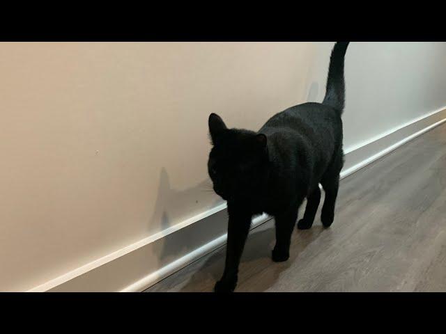 Bombay cat vs Black American Shorthair KEY DIFFERENCES