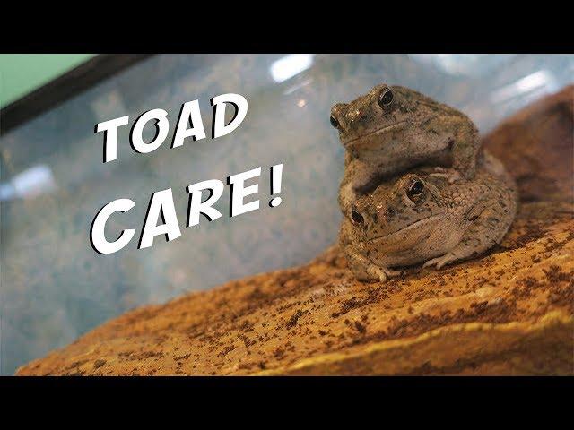 How to Care for a Texas Toad