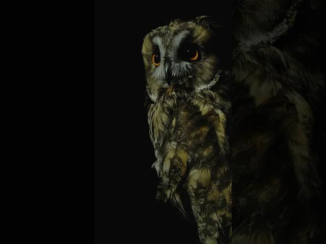 The Mothman Mysteries: Sightings & Tragedy