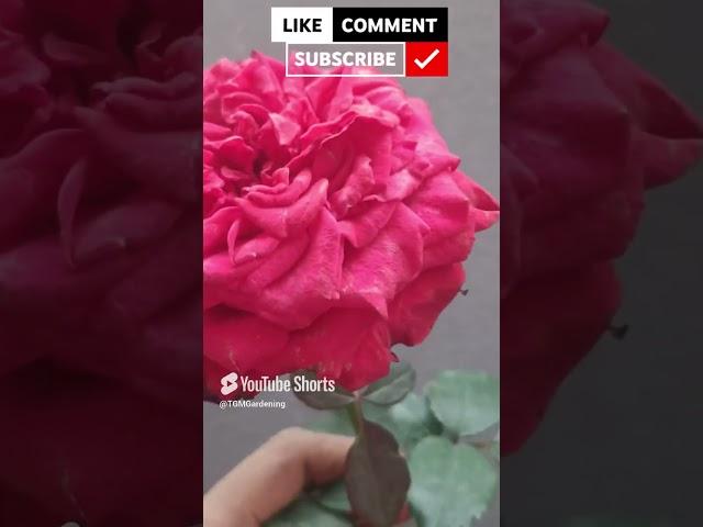 Beautiful Rose plant #shorts#ytshorts #TGMGardening Care Tips