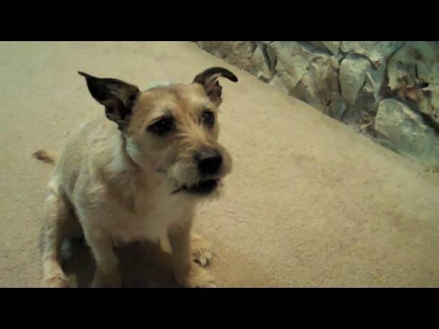 Bandit Is The WORST Dog In The World!!! (3.16.10)