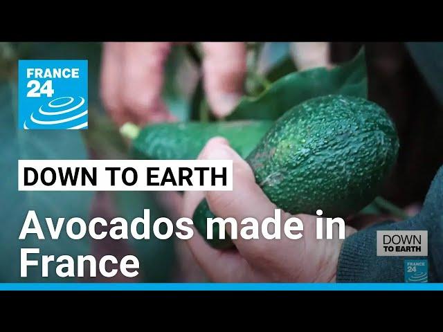 Fancy an avocado? Try a French one! • FRANCE 24 English