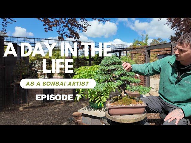 A Day In The Life As A Bonsai Artist - Ep. 7