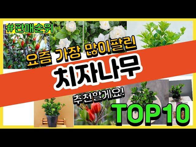 치자나무 추천 판매순위 Top10 || 가격 평점 후기 비교