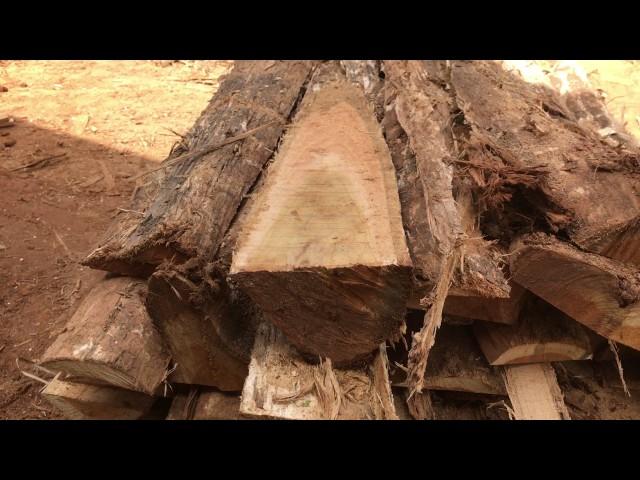 Green Is Timber Brazil#Teak logs 2#Teakmill#Teakplantation