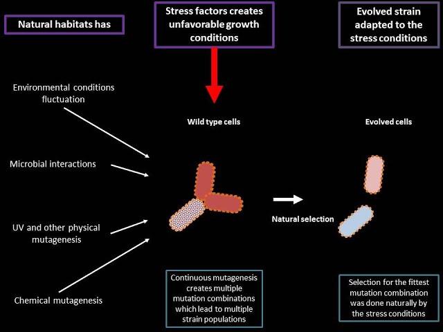 BioSoft0: Experimental evolution, Adaptive lab evolution, ALE ( (Animation)