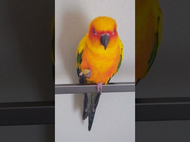 Rainbow, Our Gorgeous Sun Conure!