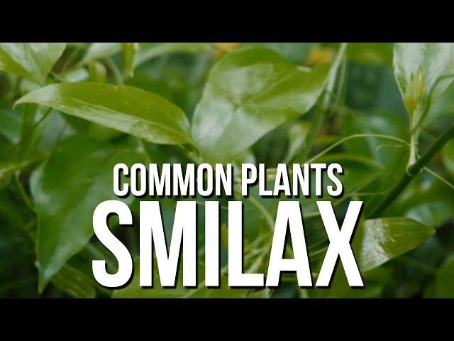 Common Plants: Smilax (Bullbrier or Greenbrier)