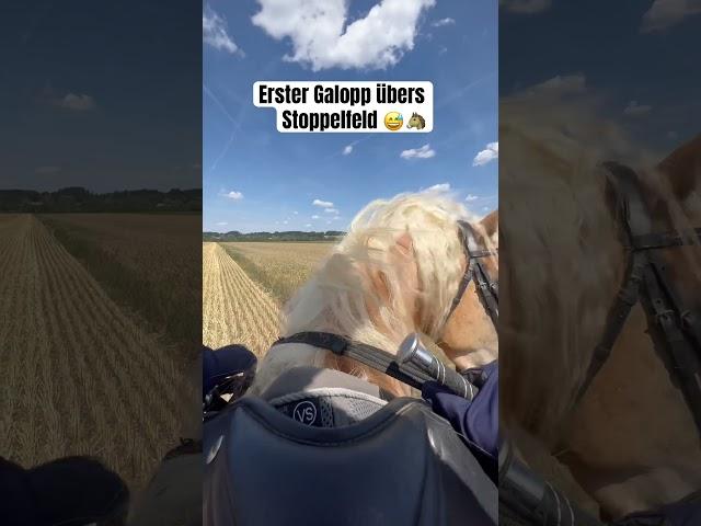 Galopp übers Stoppelfeld  #pferd #reiten #pony #horse #hafi #shorts #reiter #reiterhof