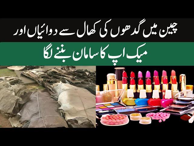 Use of donkey skins for medicine and cosmetic creams in China | Urdu | ViewPoint