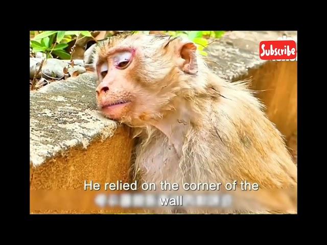 Little Monkey Survives King Cobra Snake Bite! 