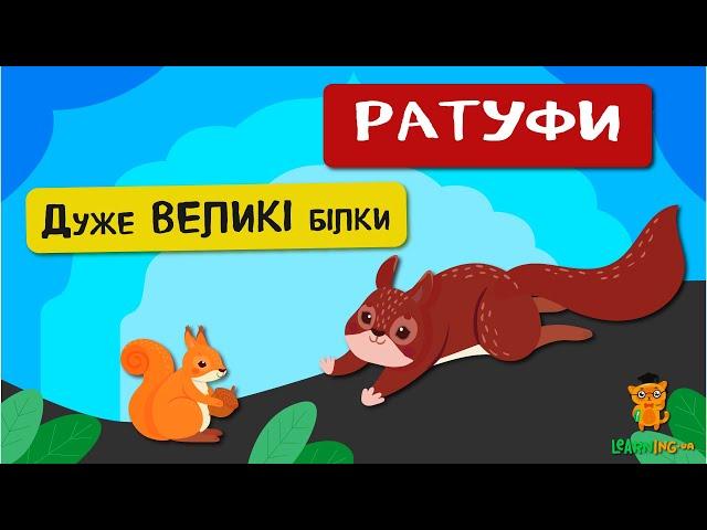  Дива природи. Явища навколо нас. Ратуфи — велетенські білки 