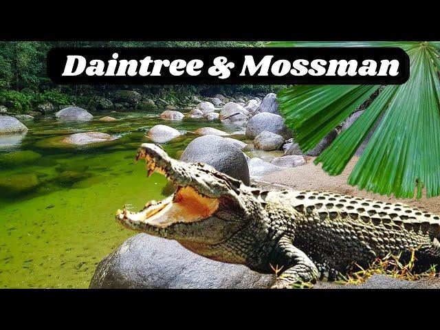 Daintree National Park, Crocodile Tour & Mossman Gorge | Port Douglas to Cape Tribulation Road Trip