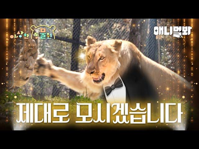 에어컨 바람 맞으면서 동물원 즐기는 법 l 이상한동물원 모아보기ㅣWatch Special Center For The Animals Under Air Conditioner