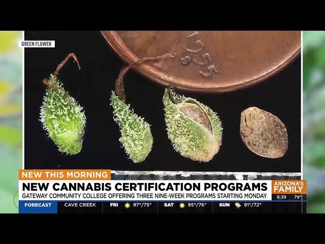 New cannabis certification programs to begin at Arizona community college