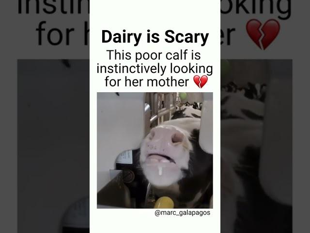 Dairy Is Scary ⁠ #shorts