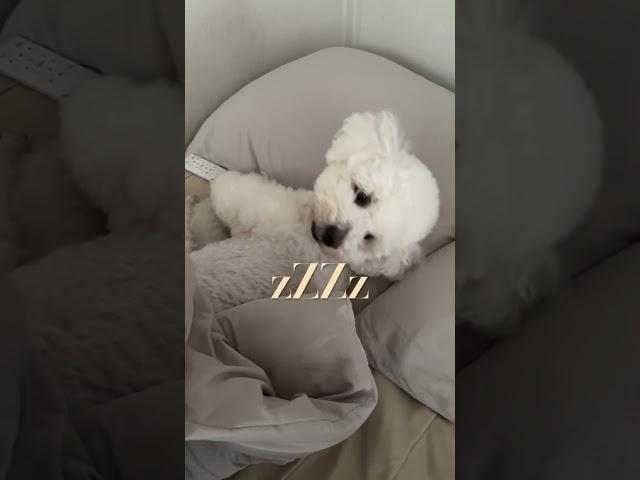 일어나봐..휴지야#shorts