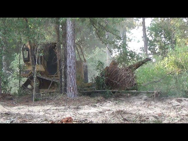 FLORIDA LAND CLEARING / FOREST TO PASTURE LAND WITH A D5 DOZER AND ROME PLOW