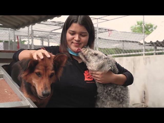 Moe's Healthy Pets: Soi Dog 45 second