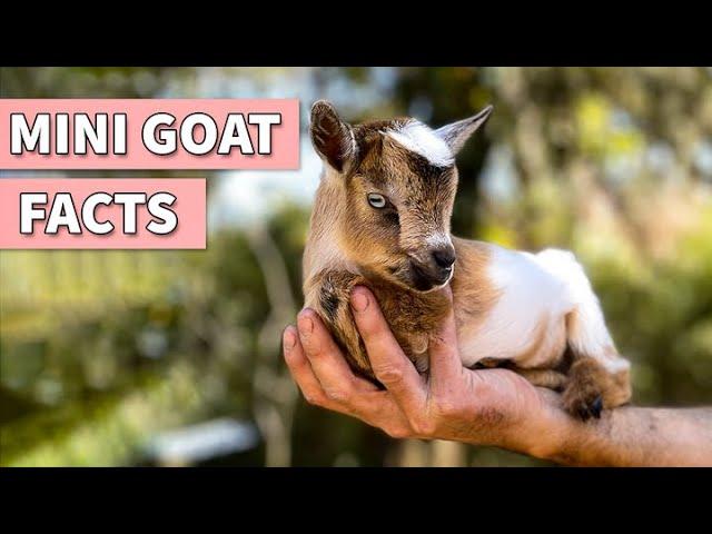 21 MIni Goat Facts | Does Pygmy Goat Make a Good Pet?