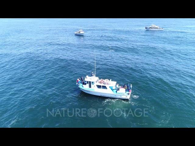 NatureFootage Stock Video