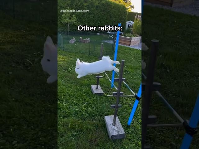 When your rabbit gets picked last at gym class 🫠 #funny #rabbit