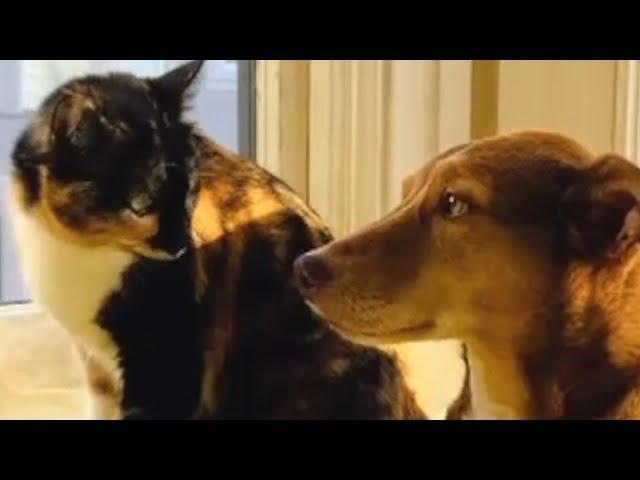 Dog's heartwarming response to deaf cat