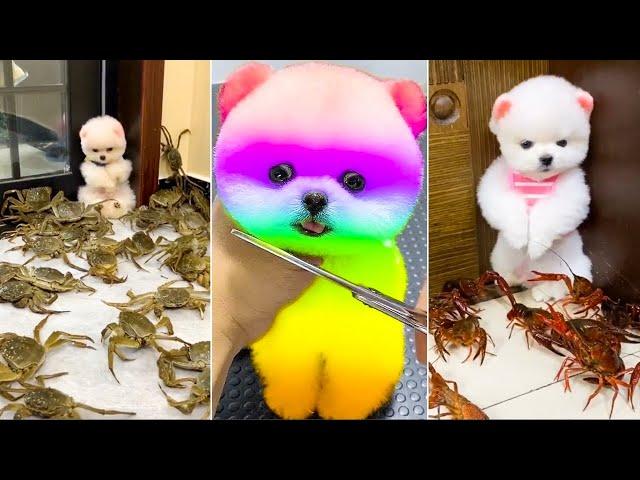 Cute Pomeranian Puppies Doing Funny Things 2024  New Cute and Funny Dogs  Box Studios